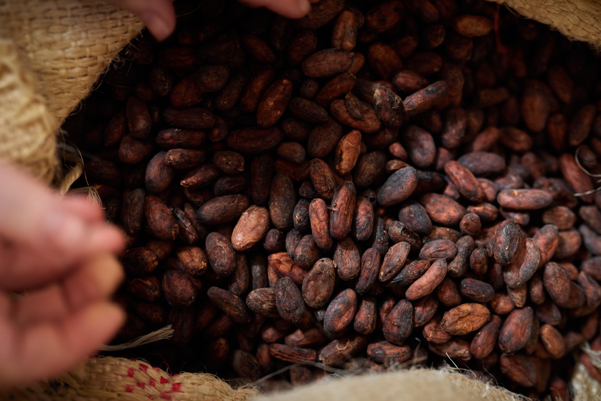Kakaonibs – frisch geröstet in der Röstschmiede