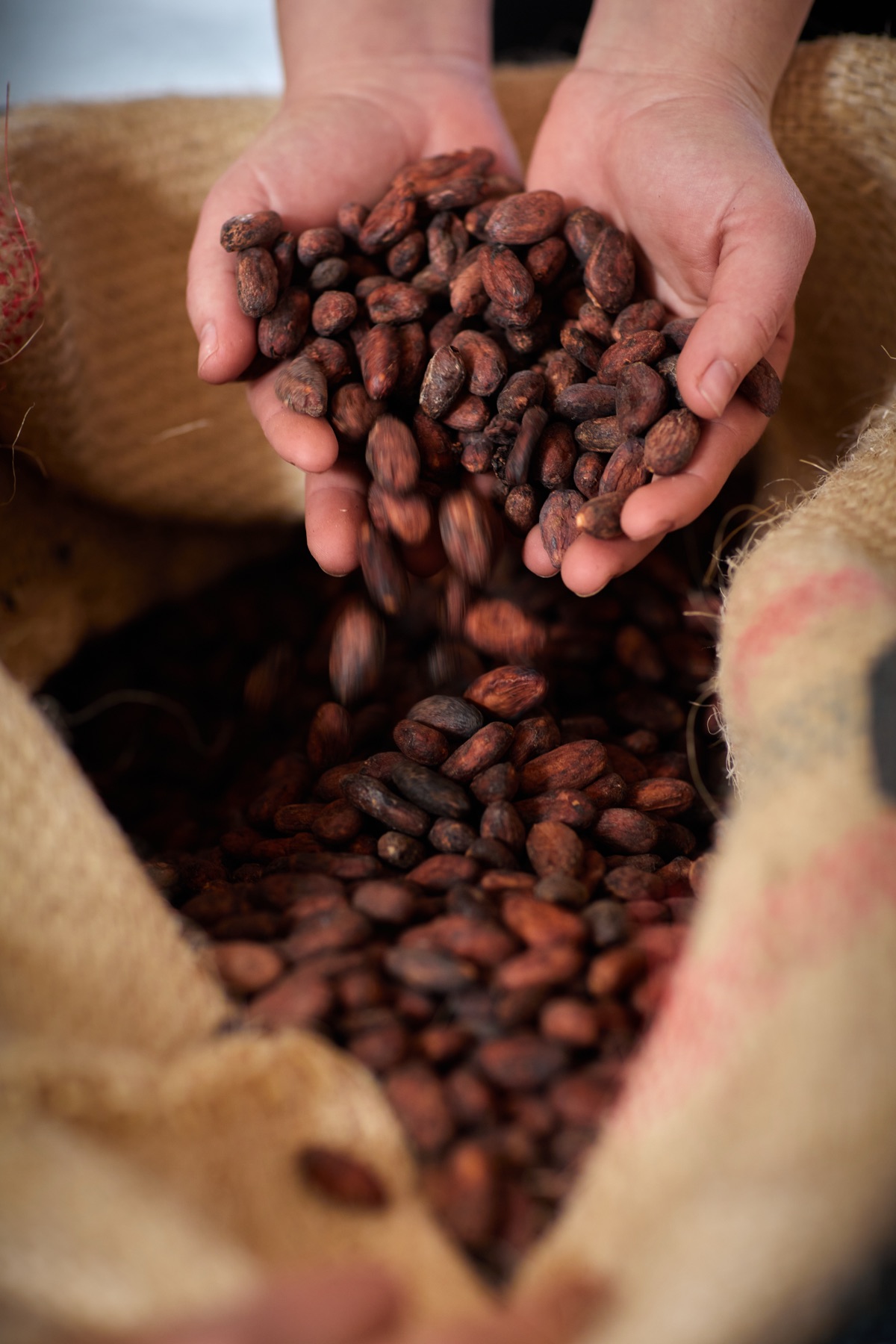 Kakaobohnen aus Kolumbien – Röstschmiede Schokolade